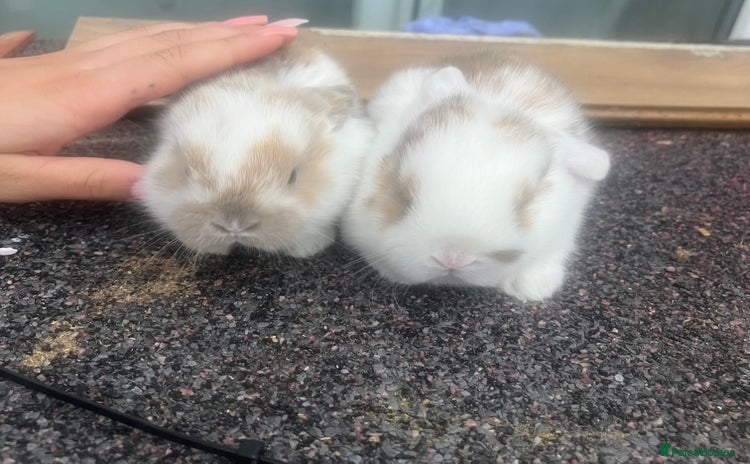 Dwarf Lop rabbits - Advert 1