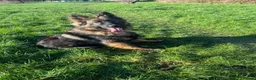 German Shepherd dogs for sale: German shepherd  in London - Advert 11
