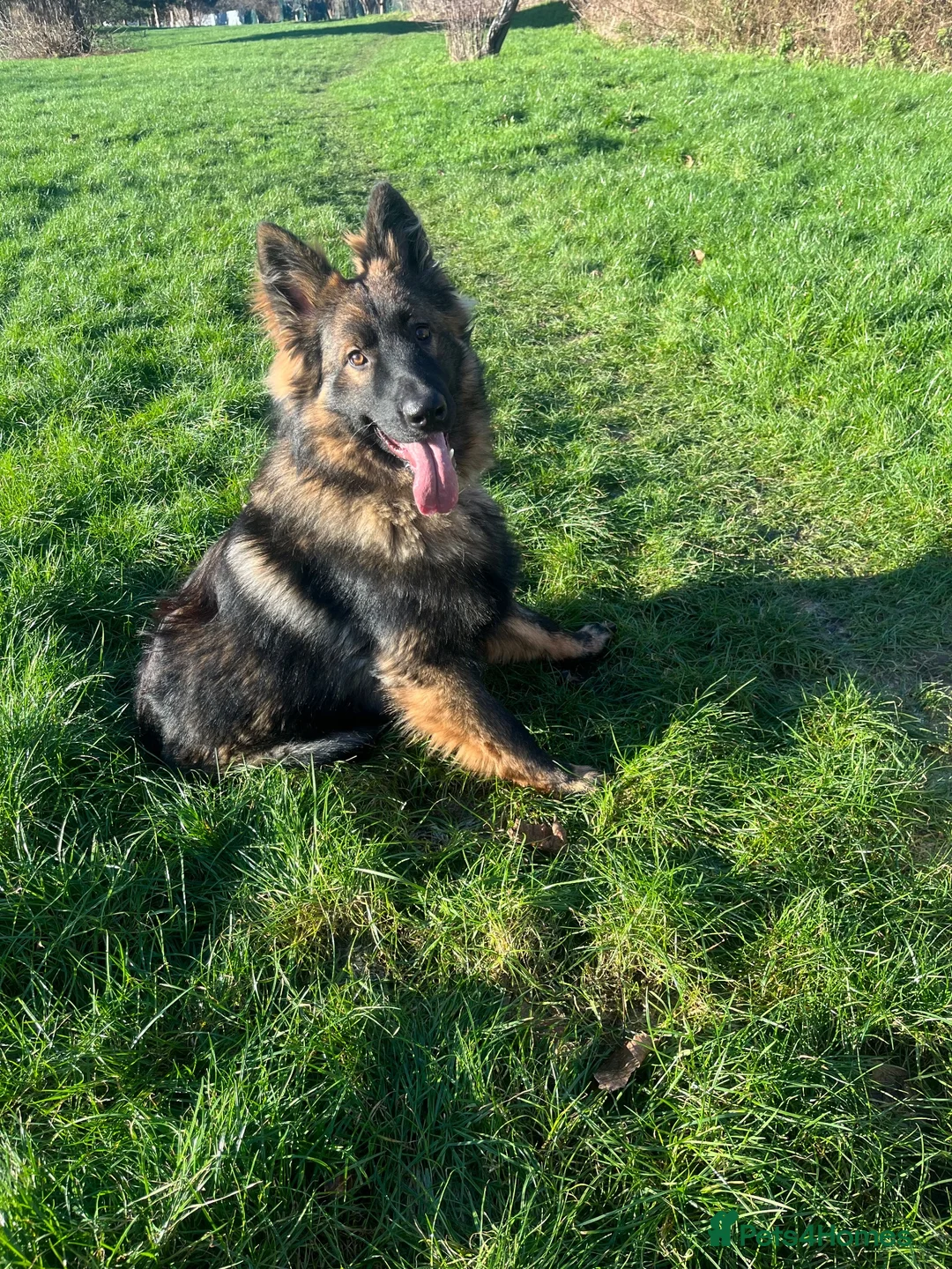 German Shepherd dogs for sale: German shepherd  in London - Advert 11