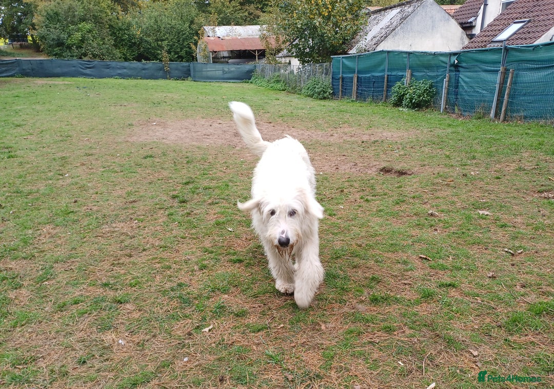 Mixed Breed dogs for adoption: Meet JOJO - a superb big girl, for a Loving Home - Image 8
