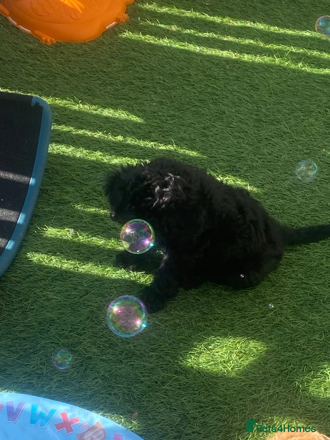 Cavapoo dogs for sale: Stunning toy-Cavapoo fully DNA tested parent   - Advert 2