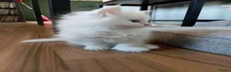 Maine Coon cats for sale: white female Maine coons, 1 polydactyl  - Advert 5