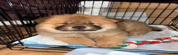 Chow Chow dogs for sale: Chow chow dog  in London - Advert 4