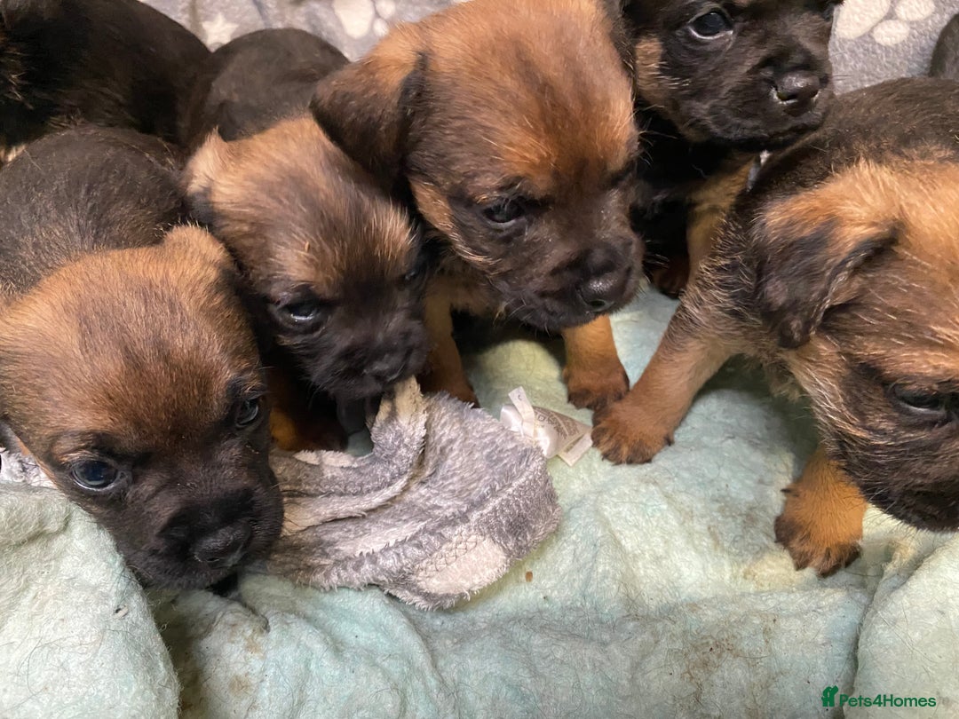 Border Terrier dogs for sale: KCReg Border Terrier pups for sale - Advert 6