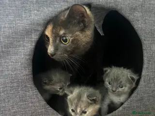 British Shorthair cats Rare Grey/ginger Tortoiseshells - Advert 1