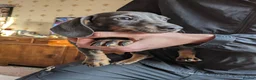 Dachshund dogs for sale: Female Dachsund - Advert 6