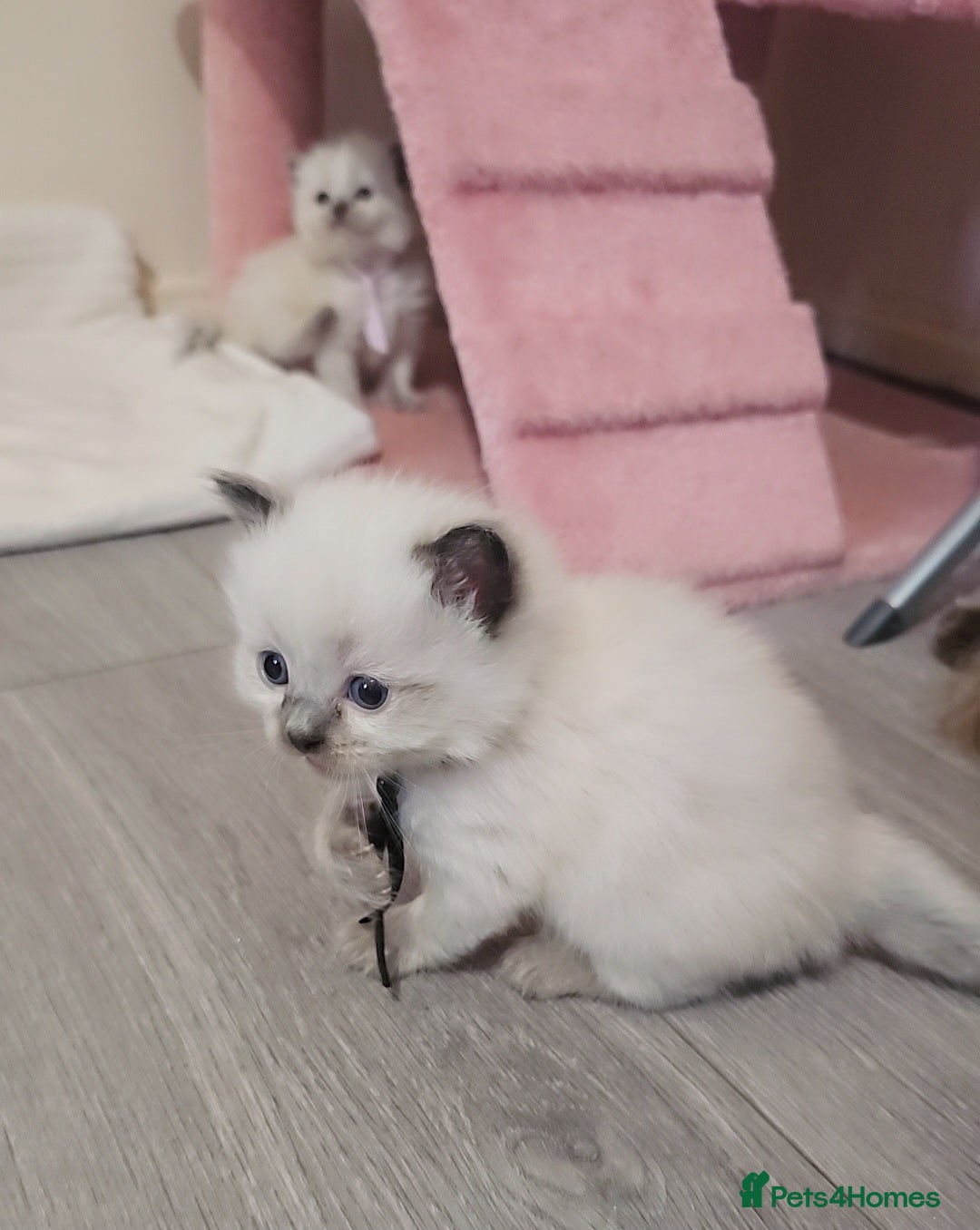 Ragdoll cats for sale: *READY TO LEAVE Beautiful Ragdoll kittens for sale - Image 8