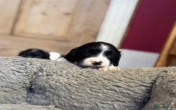 English Springer Spaniel dogs for sale: Stunning DNA Clear KC Springer Spaniel Puppies  - Image 6