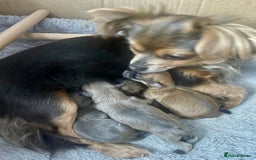 Chihuahua dogs for sale: Female rare sabled lilac fawn chihuahua  - Image 4