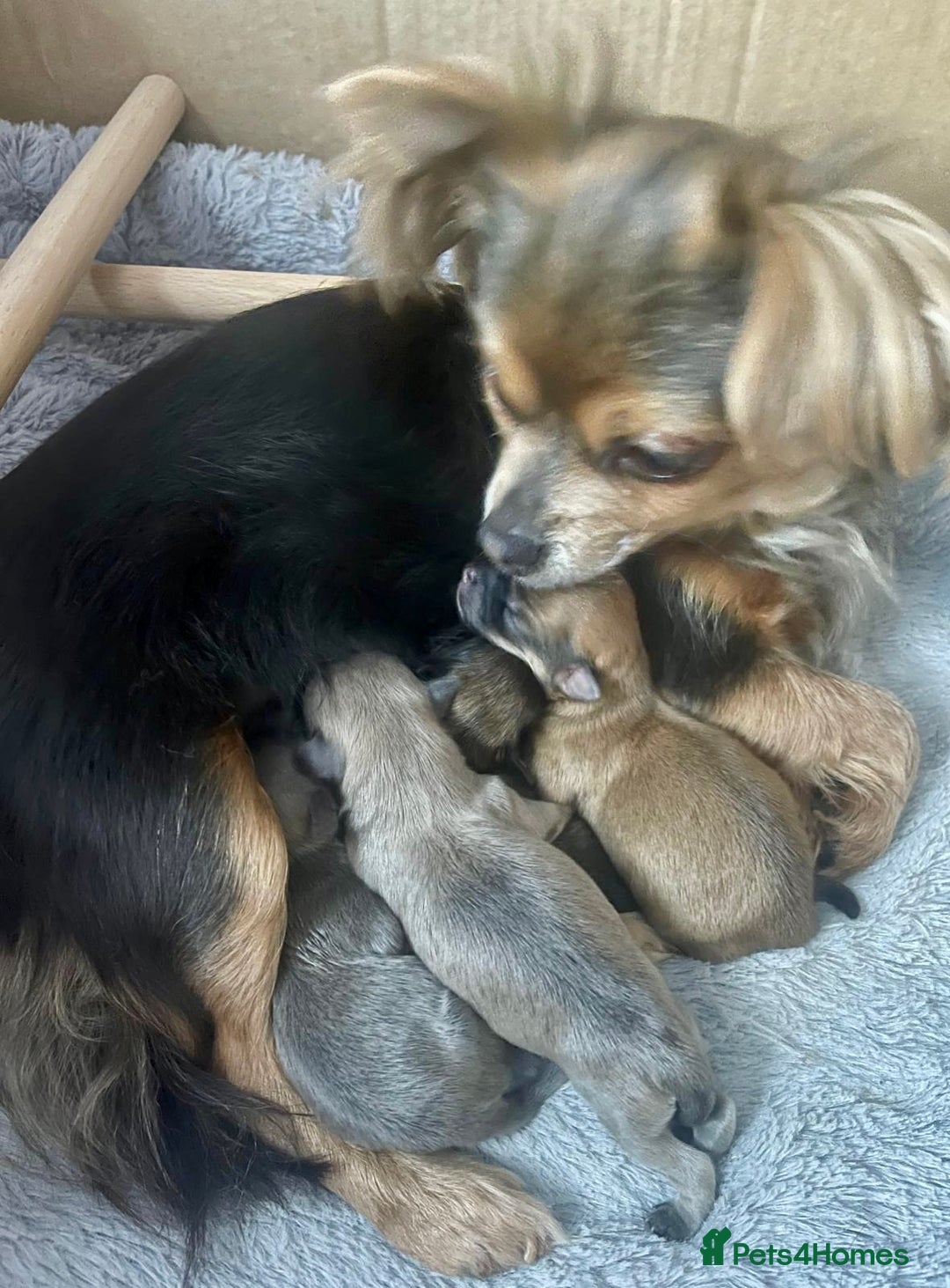 Chihuahua dogs for sale: Female rare sabled lilac fawn chihuahua  - Image 4