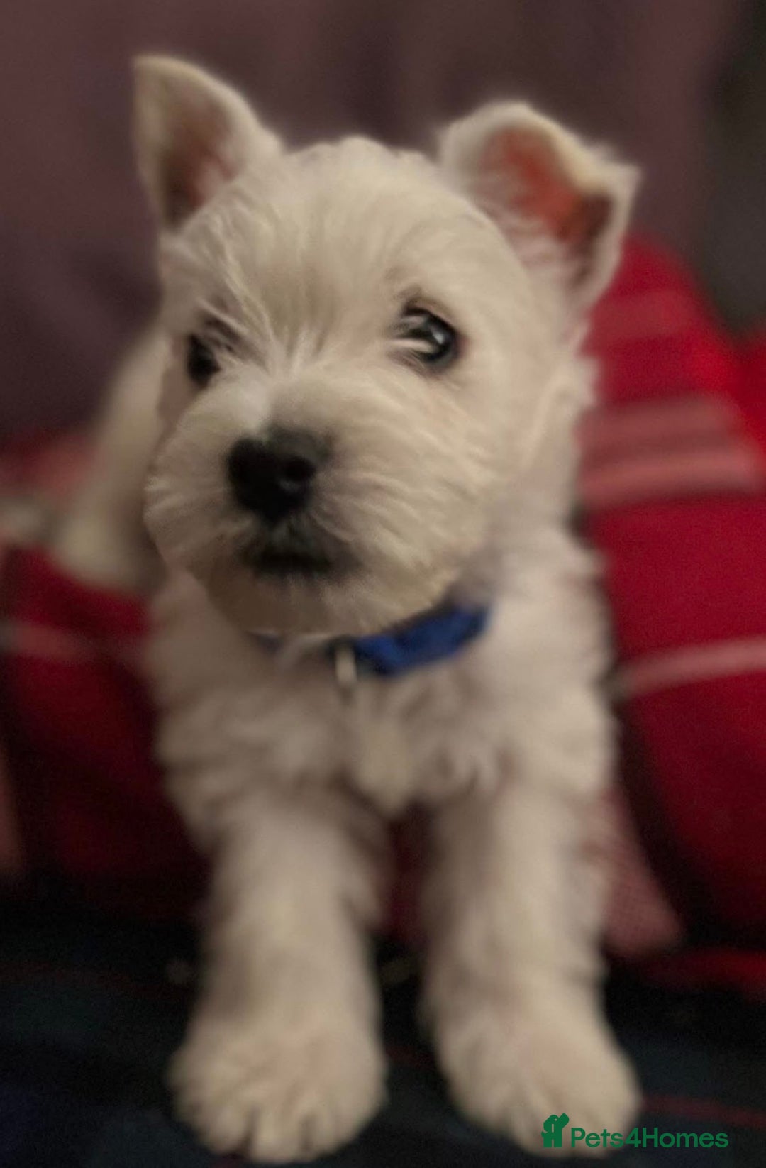 West Highland Terrier dogs for stud: Westie for stud  - Advert 5