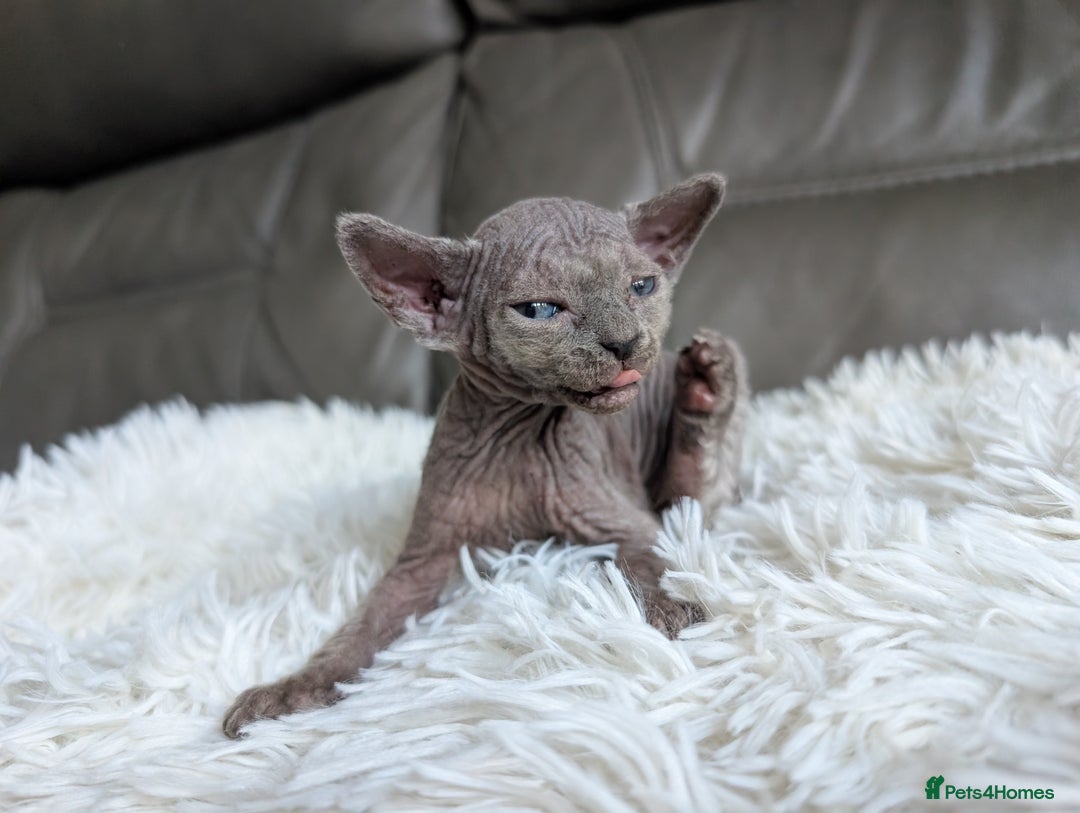 Sphynx cats for sale: Sphynx kittens - Image 21
