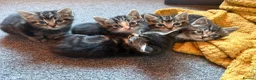 Mixed Breed cats for sale: Kittens!!!  - Advert 10