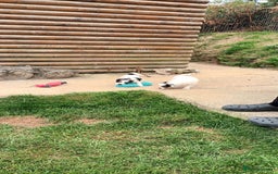 Jack Russell dogs for sale: Jack Russell pups for sale - Image 14