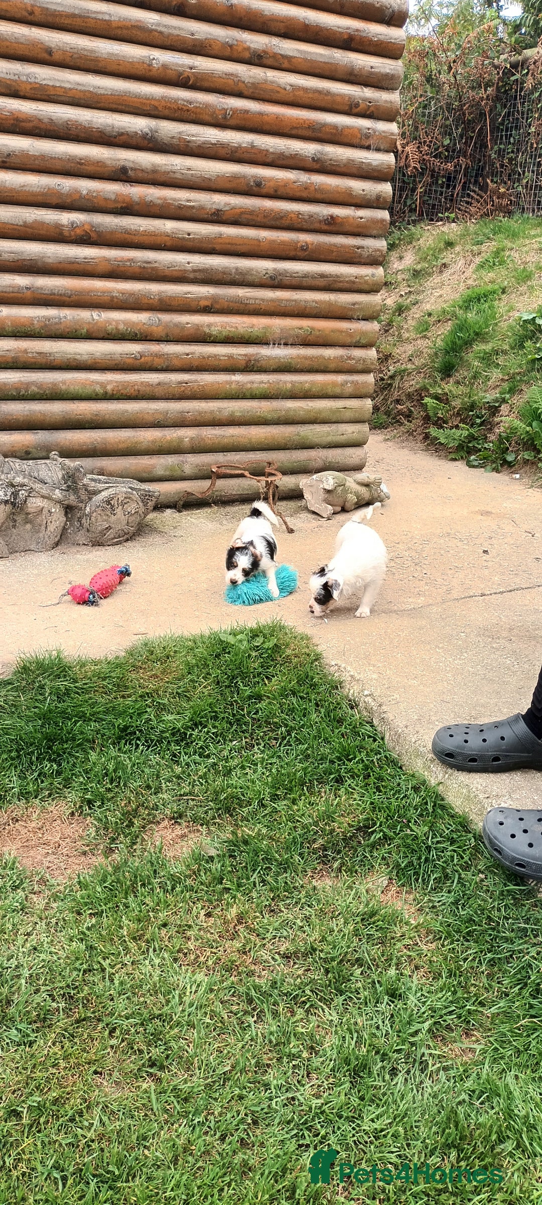 Jack Russell dogs for sale: Jack Russell pups for sale - Image 14