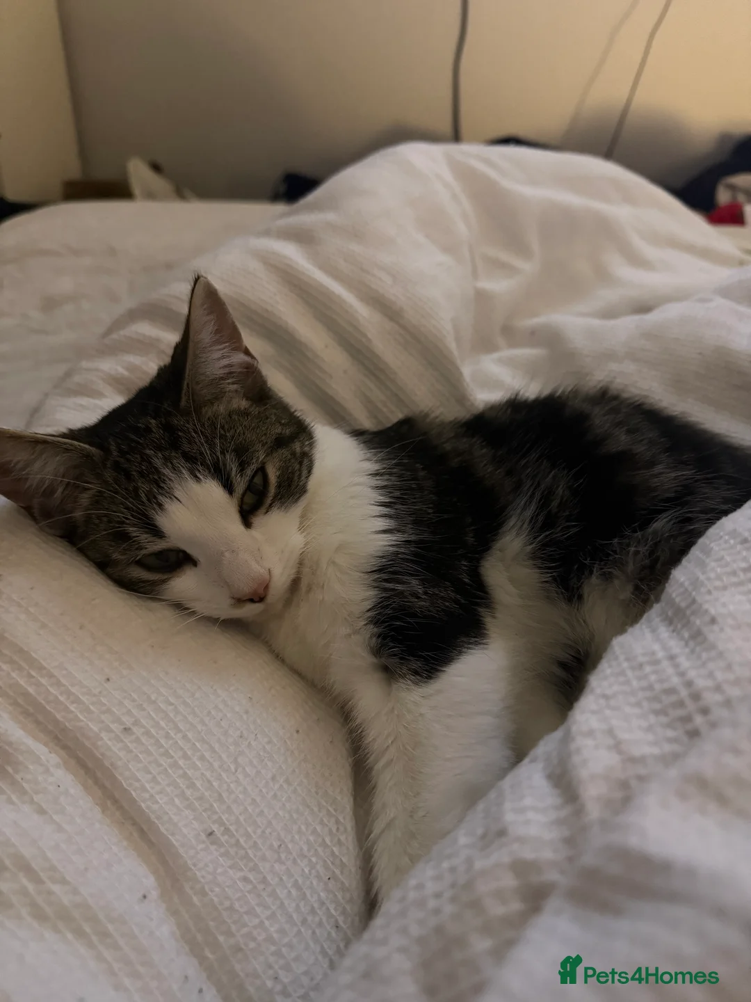 British Shorthair cats for sale: Having to sell our little baby due to moving  in Selby - Advert 2