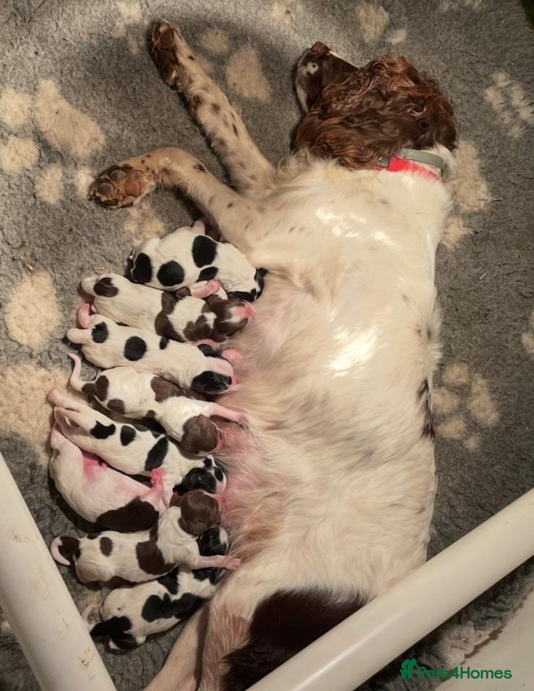 Sprocker dogs for sale: Beautiful Sprocker puppies  - Image 13