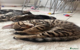Mixed Breed cats for sale: 5 Adorable Mixed Breed Kittens - Image 33