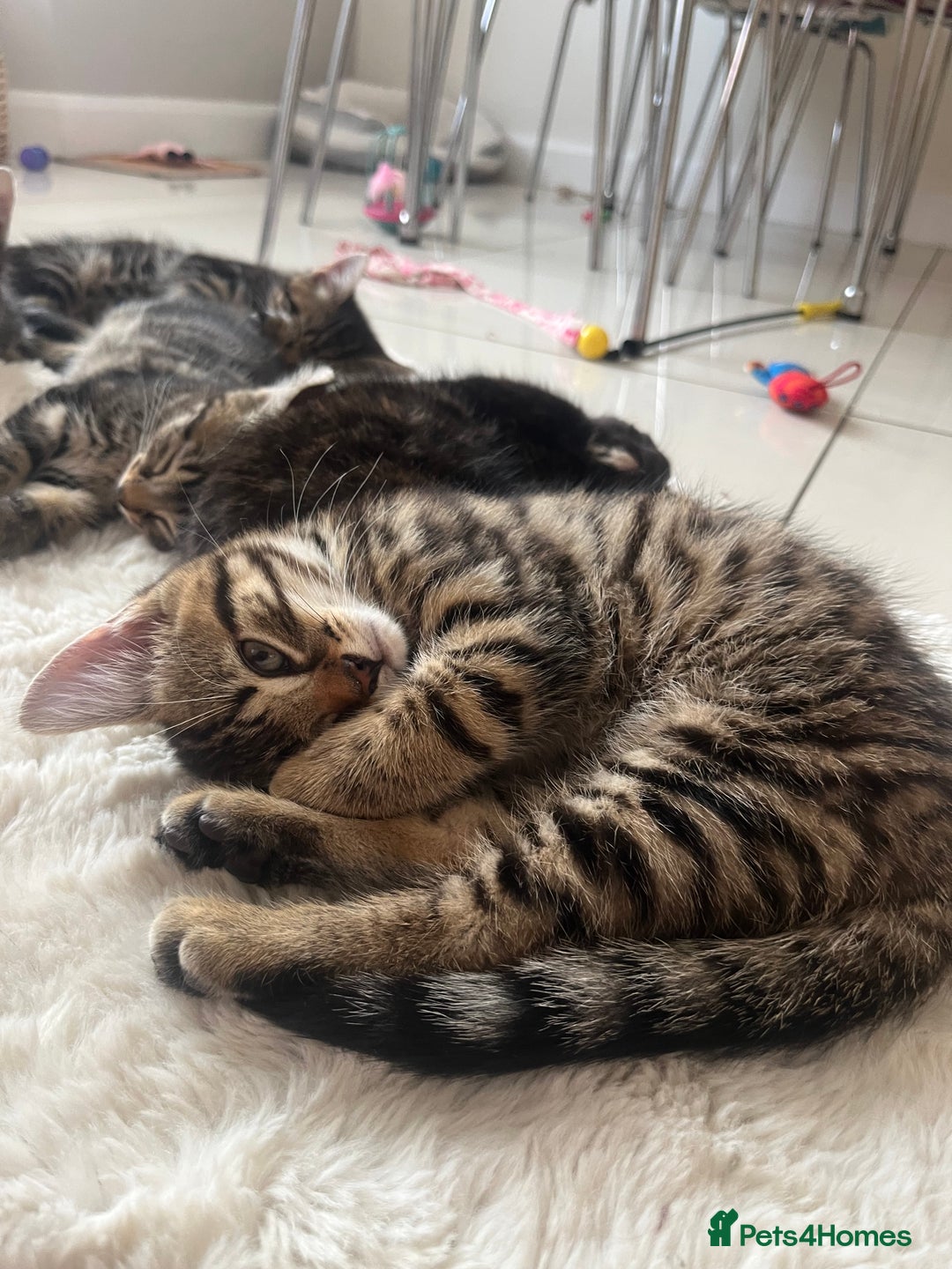 Mixed Breed cats for sale: 5 Adorable Mixed Breed Kittens - Image 33