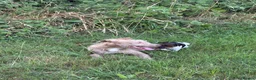 Lurcher dogs for sale: Wheaton x bull greyhound  - Advert 5