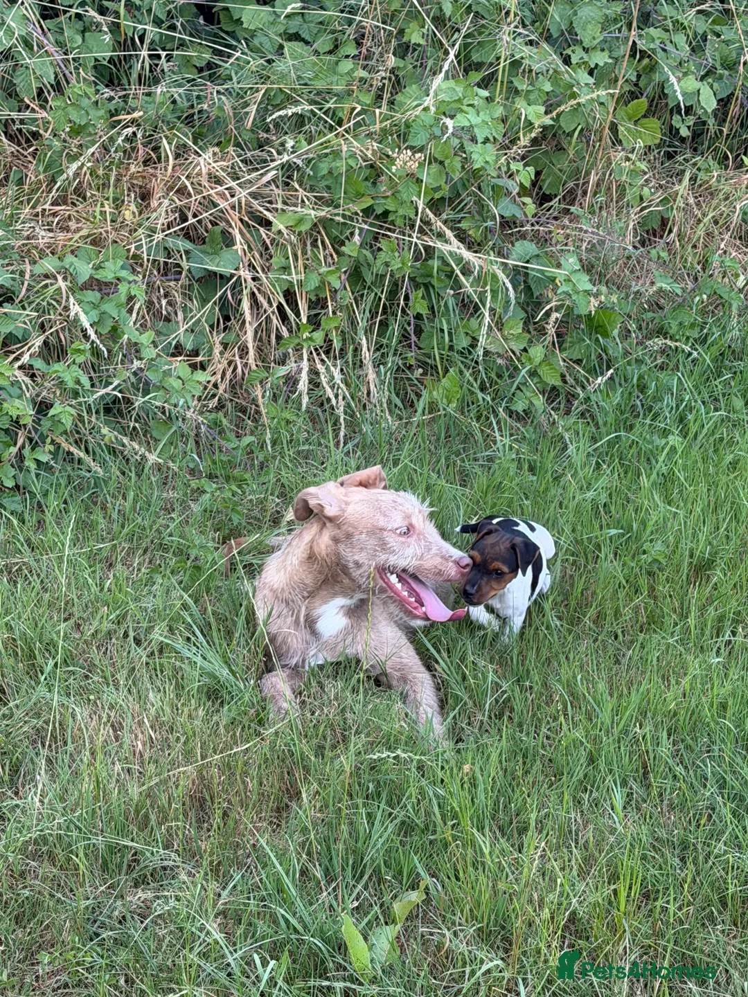 Lurcher dogs for sale: Wheaton x bull greyhound  - Advert 5