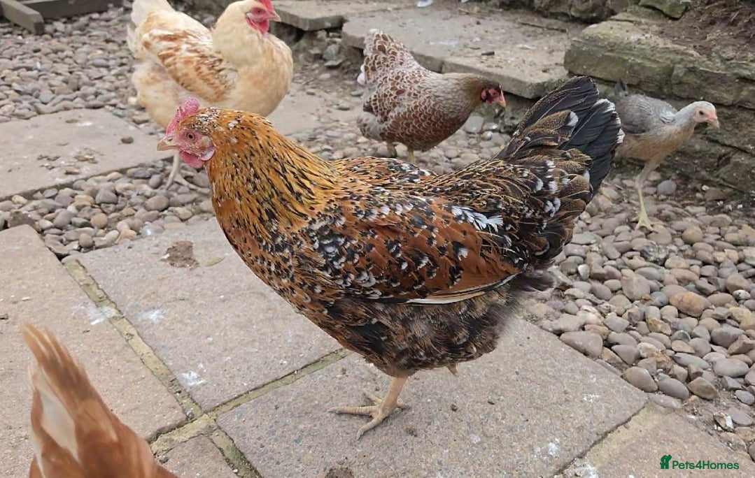 Chickens poultry 4 Hens for Rehome - Advert 1