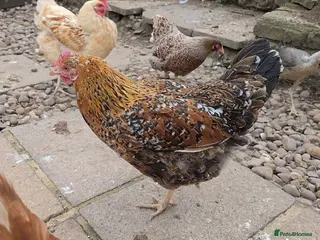 Chickens poultry 4 Hens for Rehome - Advert 1