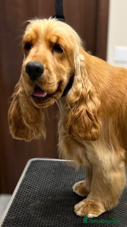 Cocker Spaniel dogs Two years old excellent show stud dog  - Advert 2