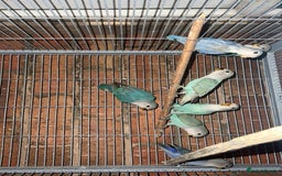 Lovebirds birds for sale: love bird chicks - Image 2