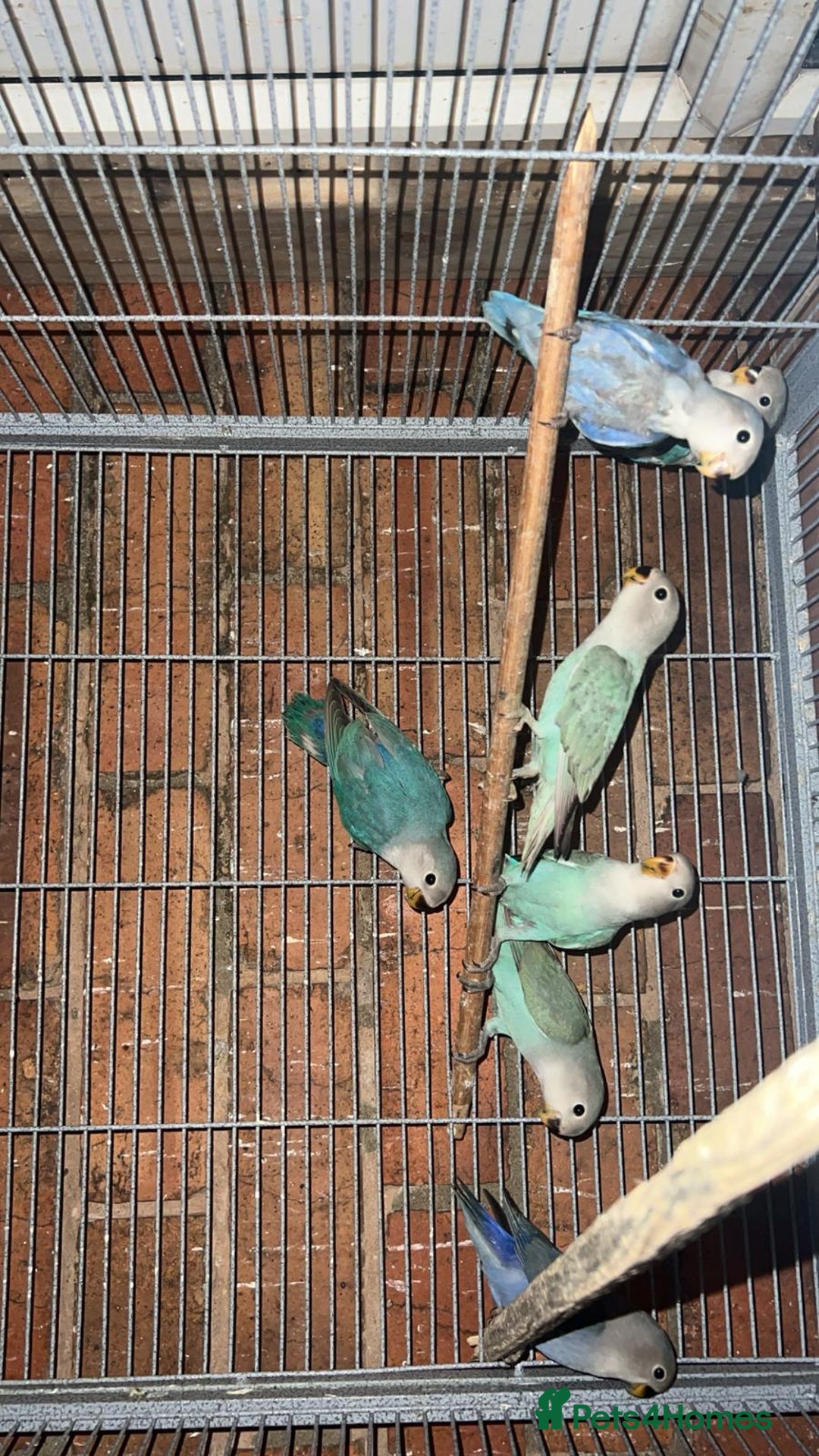 Lovebirds birds for sale: love bird chicks - Image 2