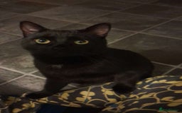 Bombay cats for sale: Cat for sale - Mowgli  - Advert 5