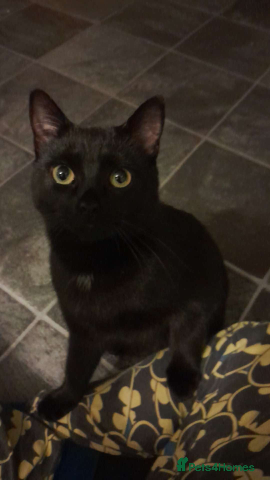 Bombay cats for sale: Cat for sale - Mowgli  - Advert 5