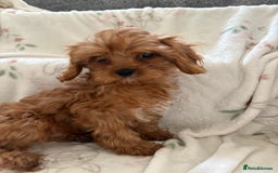Cavapoo dogs for sale: Health tested clear 5⭐️ F1 Toy cavapoo puppys  in Dudley - Image 4
