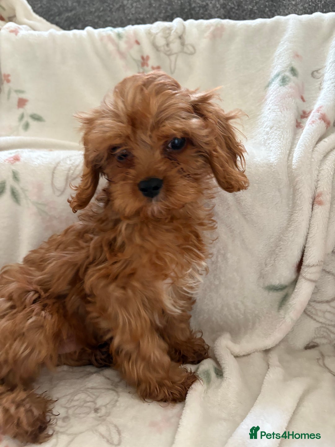 Cavapoo dogs for sale: Health tested clear 5⭐️ F1 Toy cavapoo puppys  in Dudley - Image 4
