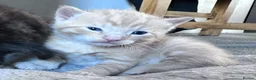 Domestic Shorthair cats for sale: Beautiful kittens - Advert 37