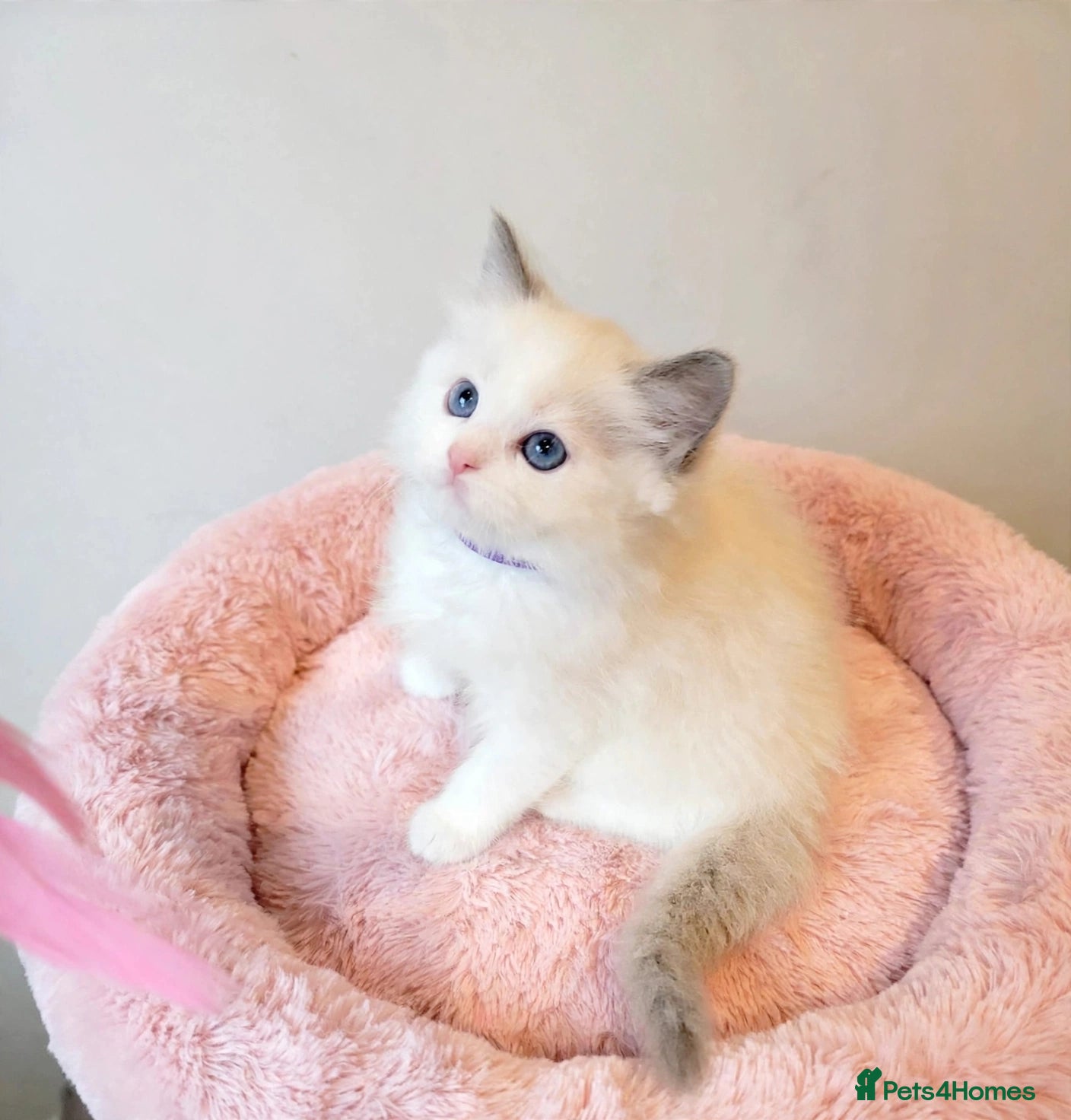 Ragdoll cats 😸Fully GCCF Certified Pedigree Ragdoll kittens💕 - Advert 2