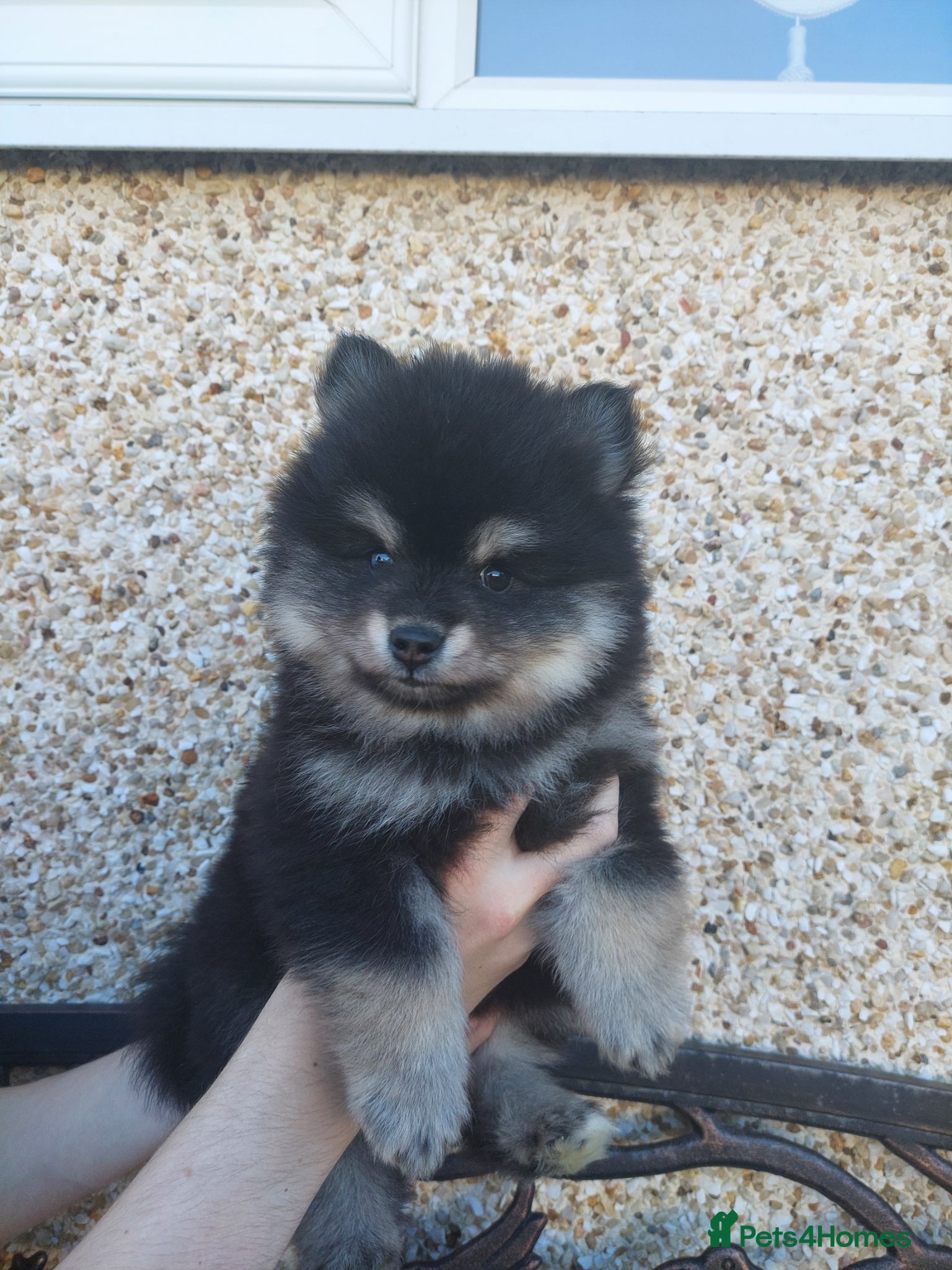 Pomsky dogs Pomsky Puppy's  - Advert 2