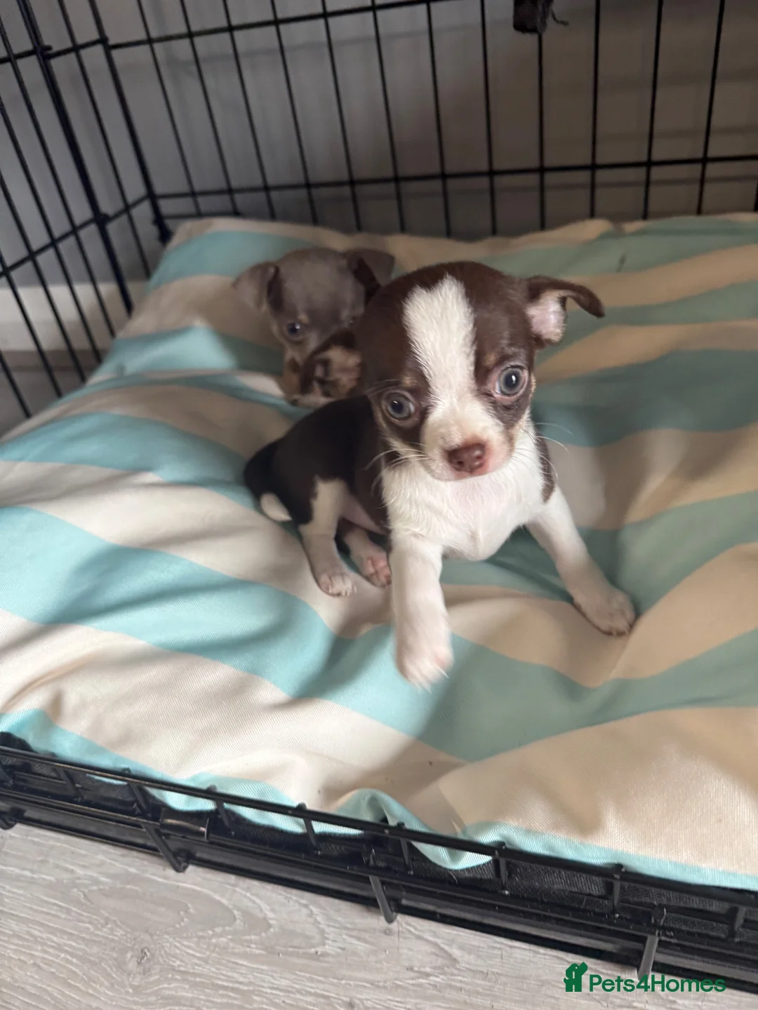 Chihuahua dogs for sale:  Beautiful Chihuahua Puppies  - Advert 1