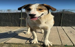 Mixed Breed dogs for adoption: MAYA – TWO YEARS WAITING FOR SOMEONE TO CARE - Image 5
