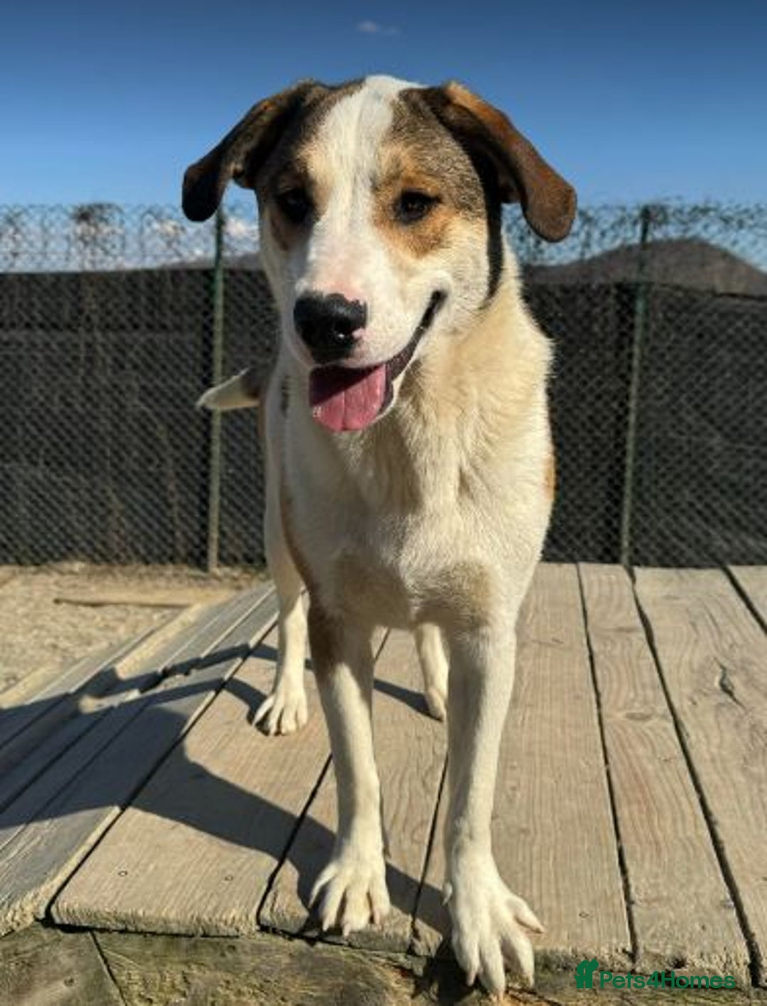 Mixed Breed dogs for adoption: MAYA – TWO YEARS WAITING FOR SOMEONE TO CARE - Image 5