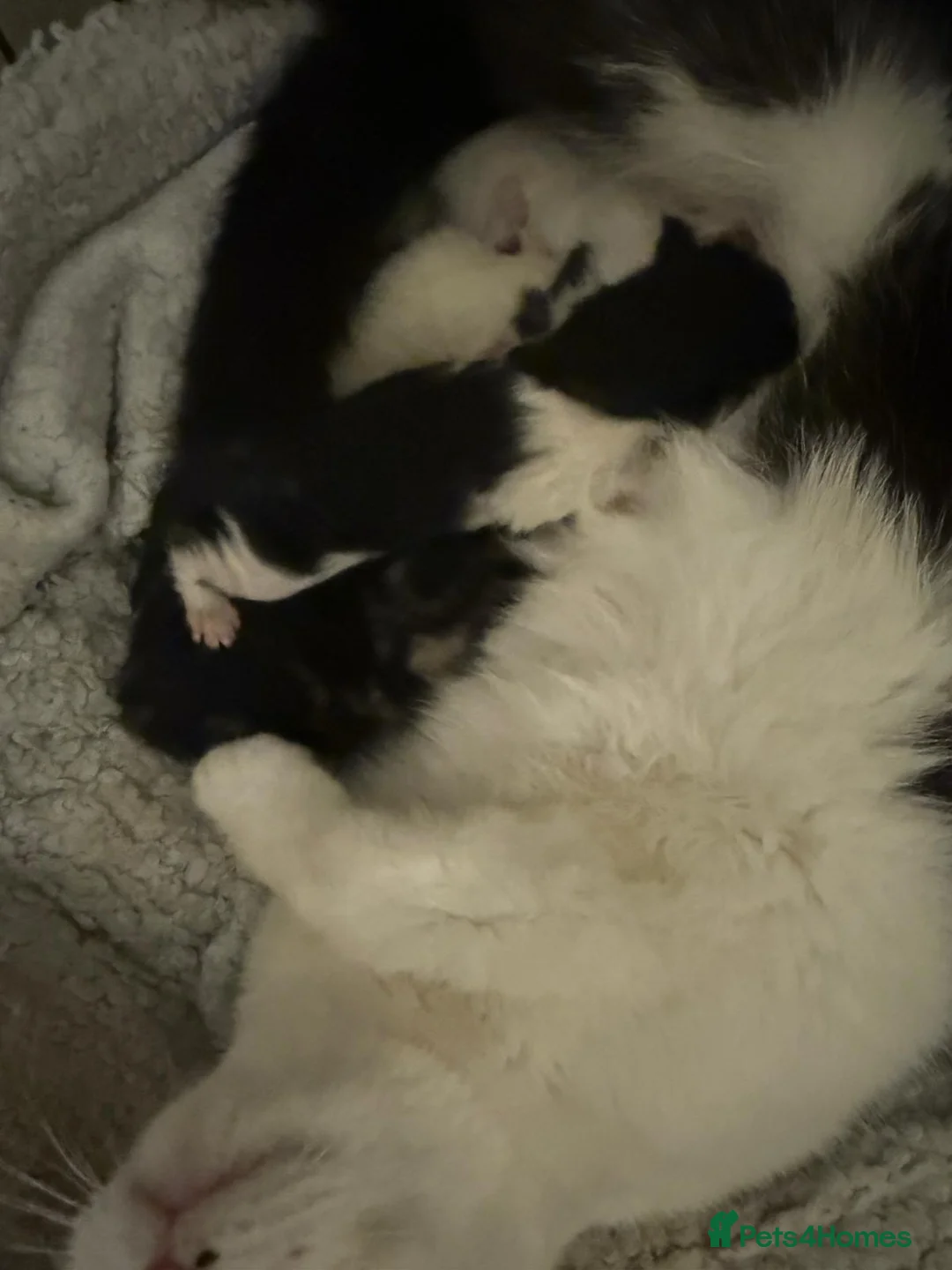 Mixed Breed cats for sale: Kittens for sale  in Northampton - Advert 16