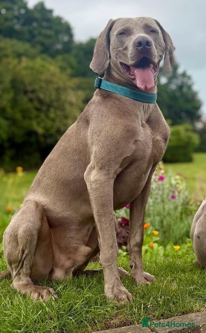 Weimaraner dogs ‘Jake’ handsom, friendly Stud KC reg.  - Advert 17