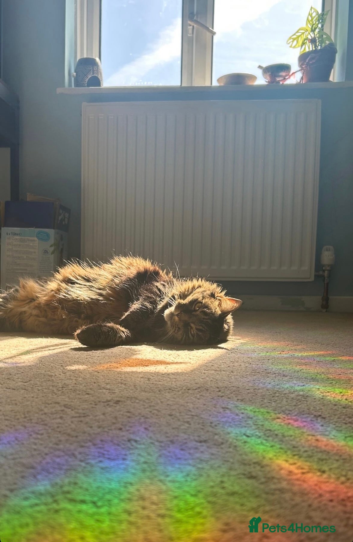 Domestic Shorthair cats Lovely Lady Looking For A Quiet Home - Advert 1