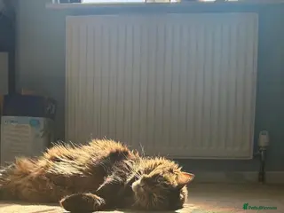 Domestic Shorthair cats Lovely Lady Looking For A Quiet Home - Advert 1