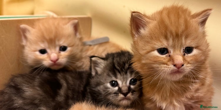 Maine Coon cats - Advert 25