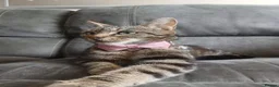 Mixed Breed cats for adoption: ❤️MARIO, LUIGI, PRINCESS PEACH & 💙DRIBBLE  - Advert 2