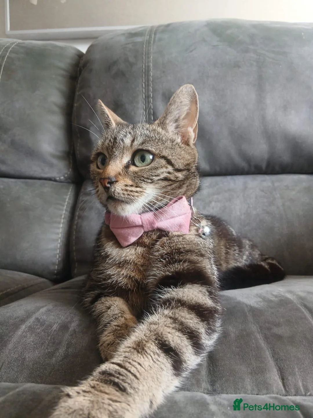 Mixed Breed cats for adoption: ❤️MARIO, LUIGI, PRINCESS PEACH & 💙DRIBBLE  - Advert 2