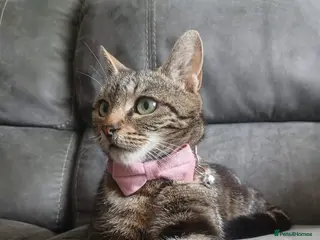 Mixed Breed cats ❤️MARIO, LUIGI, PRINCESS PEACH & 💙DRIBBLE - Advert 2