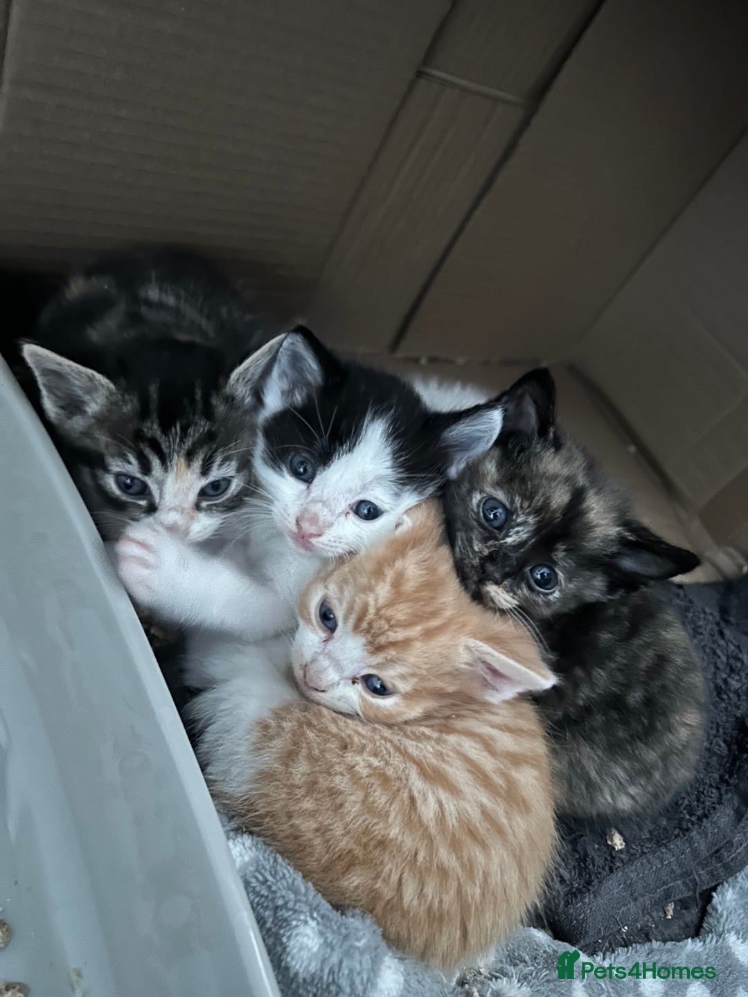 Ragdoll cats for sale: Ragdoll x Tabby Gorgeous Rare Coat Kittens - Advert 2