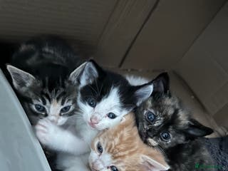 Ragdoll cats Ragdoll x Tabby Gorgeous Rare Coat Kittens - Advert 18